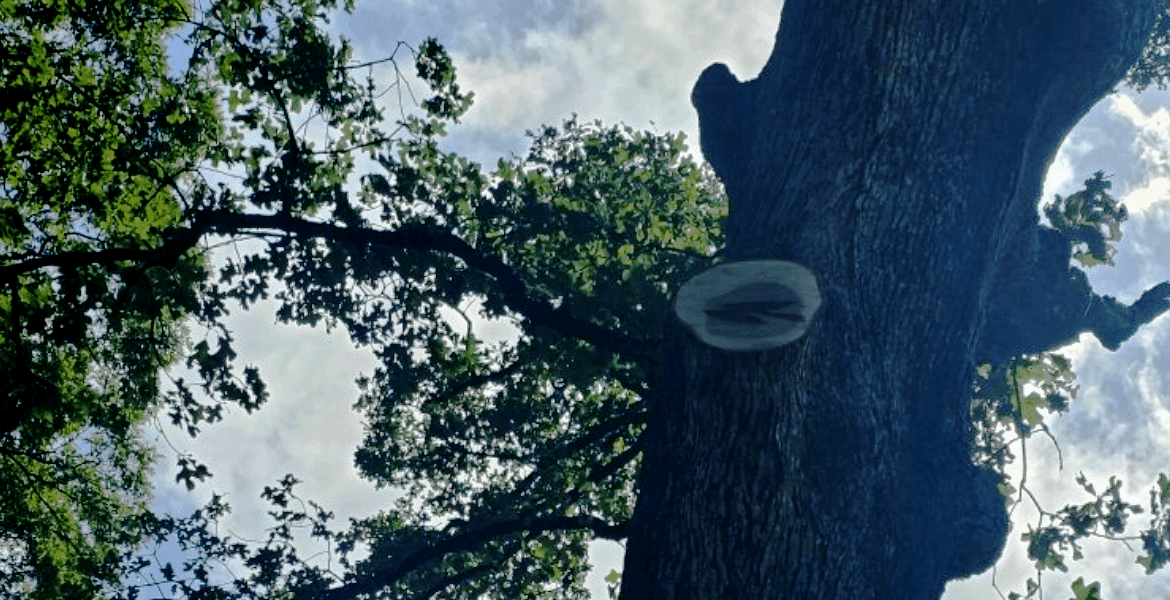 D&M Landscaping & Tree Service